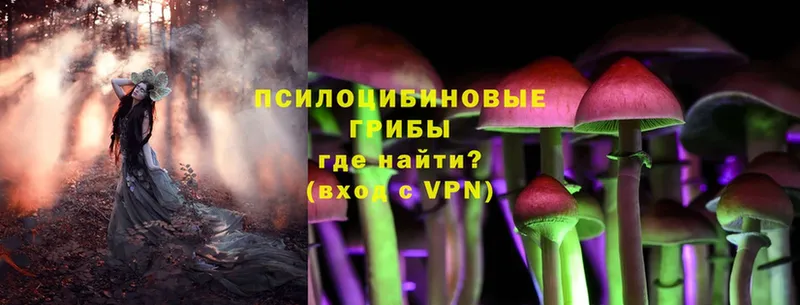 Псилоцибиновые грибы Psilocybe  наркота  Гай 